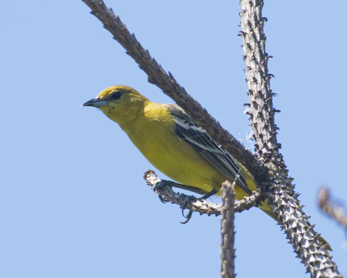 Orchard Oriole - ML617948508