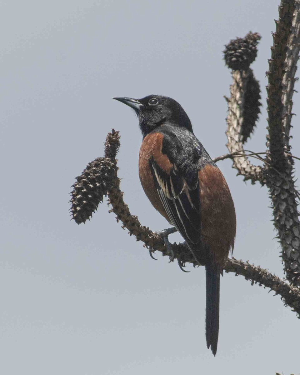 Orchard Oriole - Gary Hofing