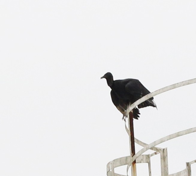 Black Vulture - Feliciano Lumini