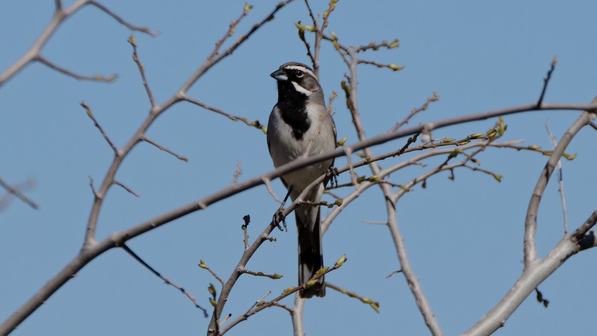 Bruant à gorge noire - ML617948546