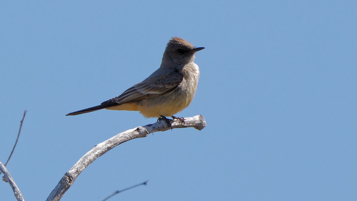 Say's Phoebe - ML617948558