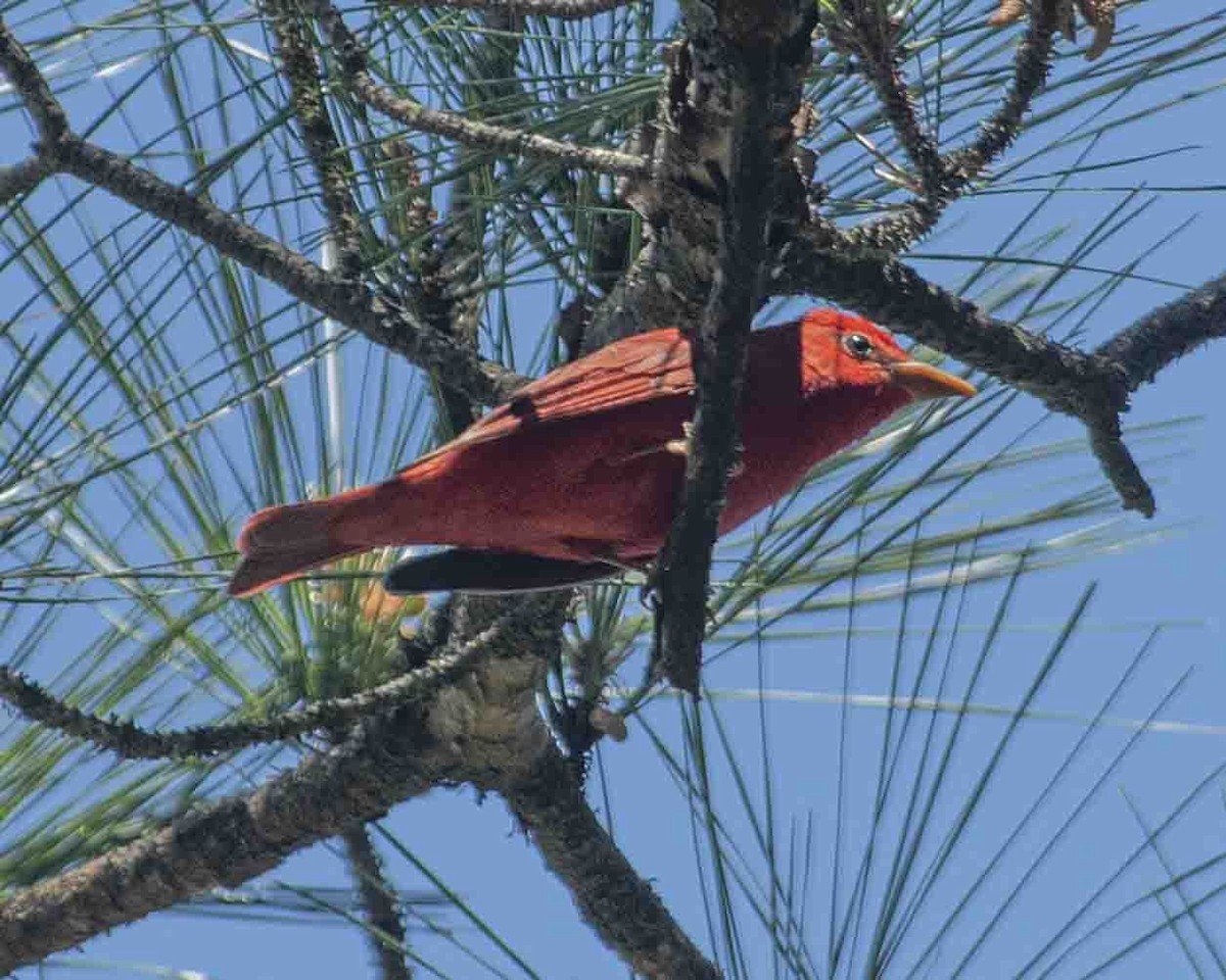 Summer Tanager - Gary Hofing