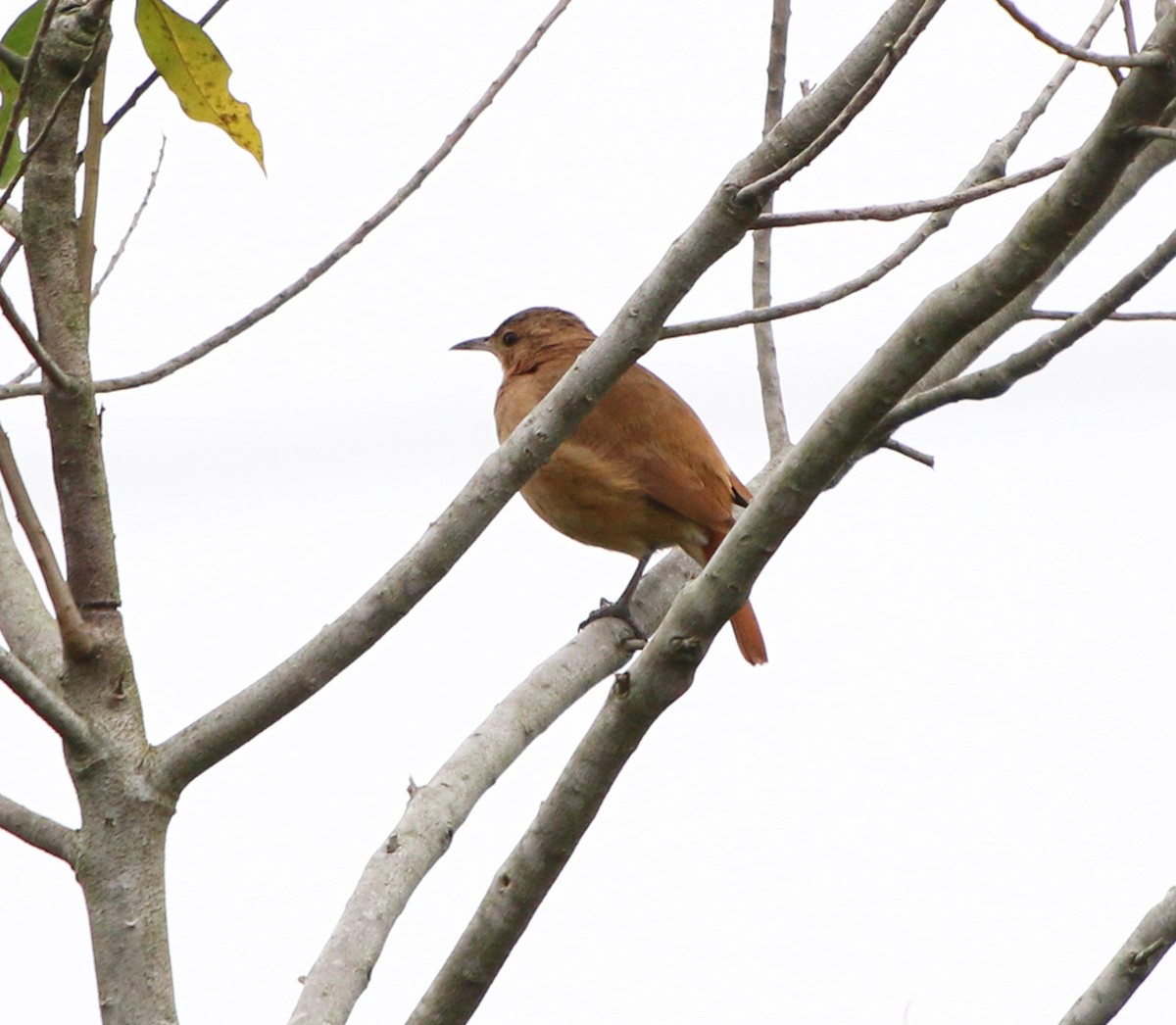 Rufous Hornero - ML617948580