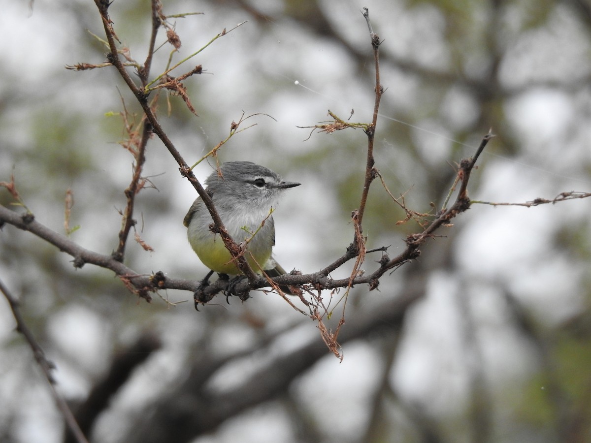 White-crested Tyrannulet - Carlos Galvan