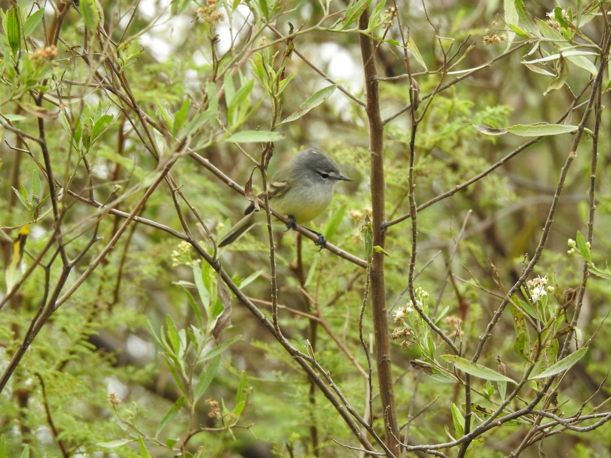 Tyranneau à toupet - ML617948609