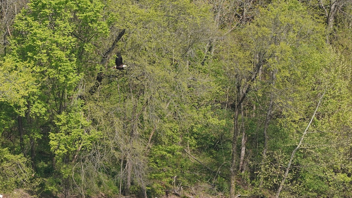 Bald Eagle - Indira Thirkannad