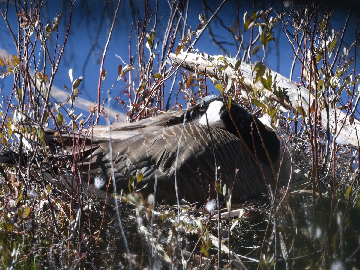 Canada Goose - ML617948646