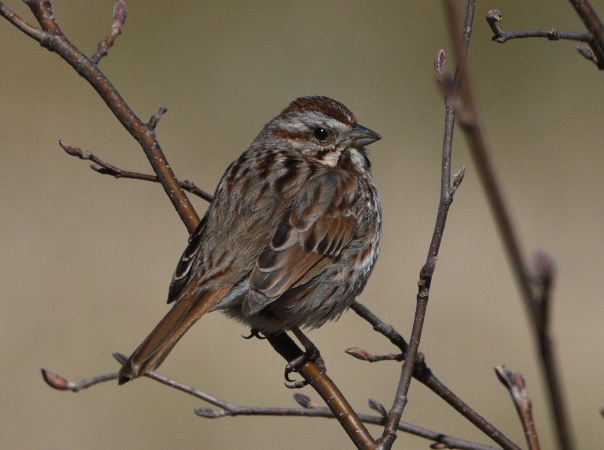 Song Sparrow - ML617948655