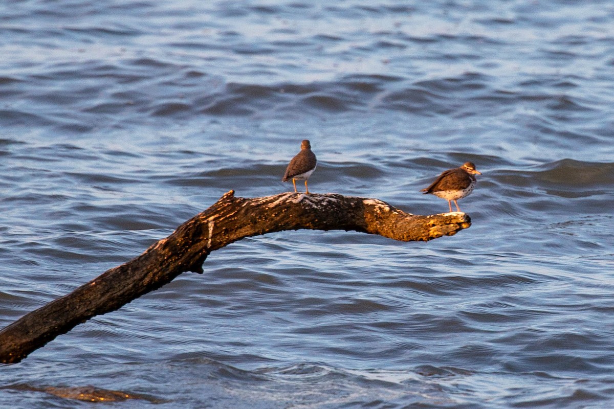 Spotted Sandpiper - ML617948660