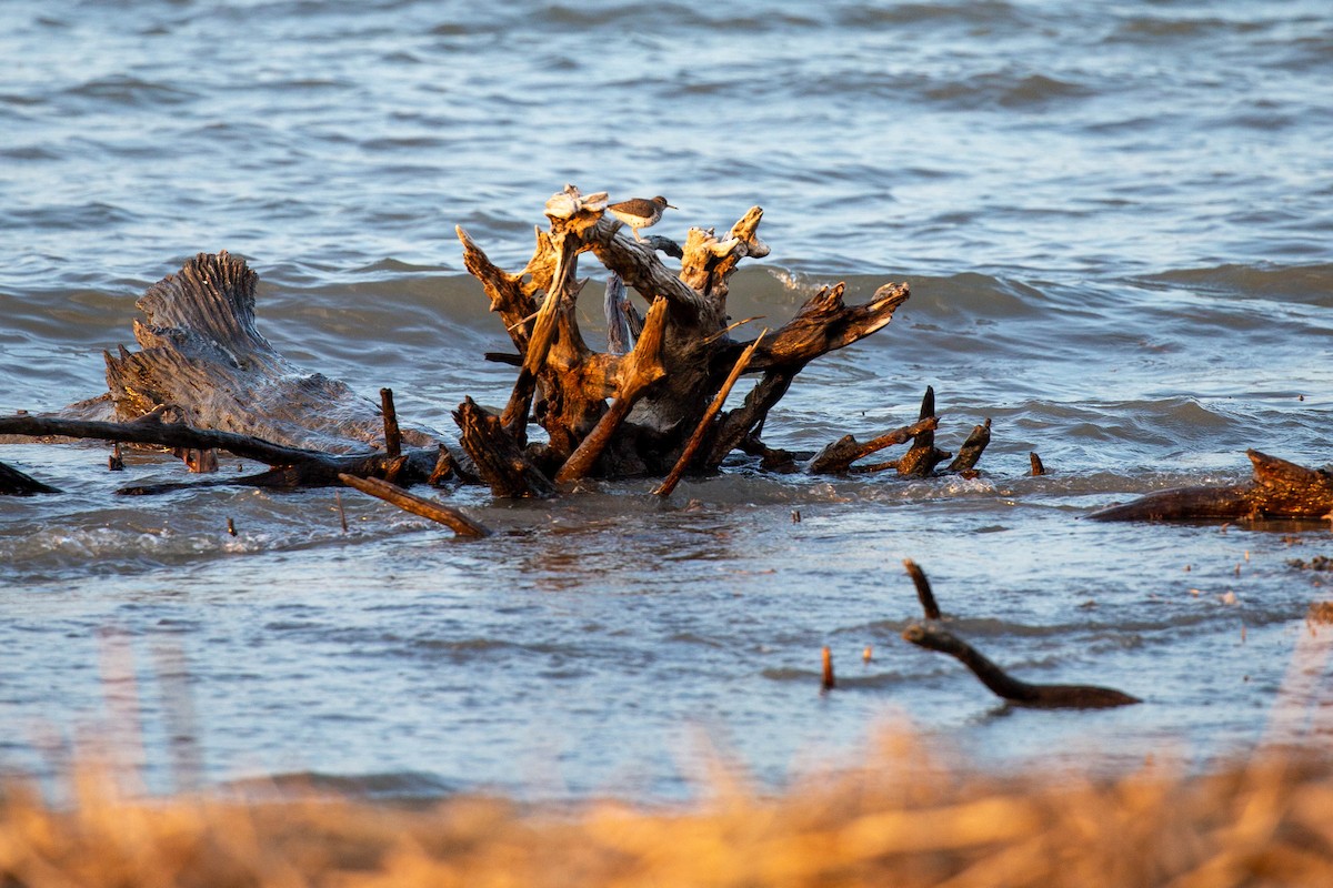 Spotted Sandpiper - ML617948661