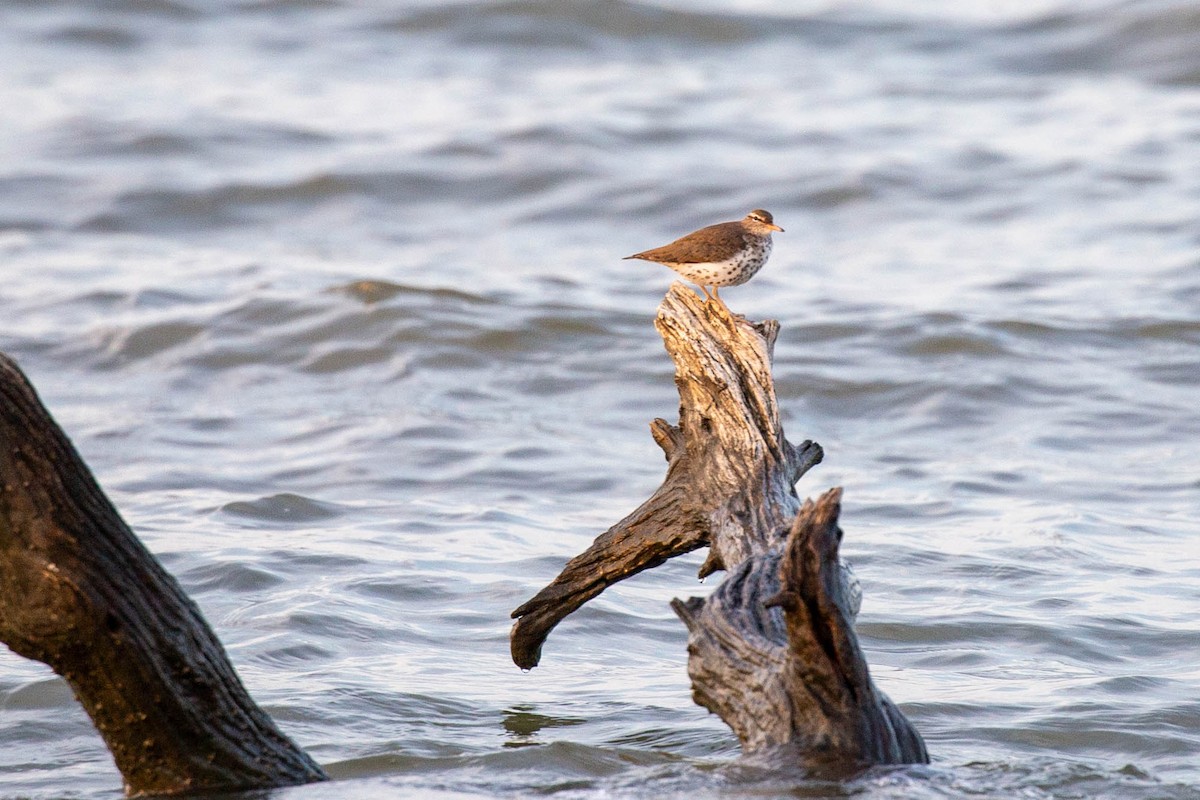 Spotted Sandpiper - ML617948662