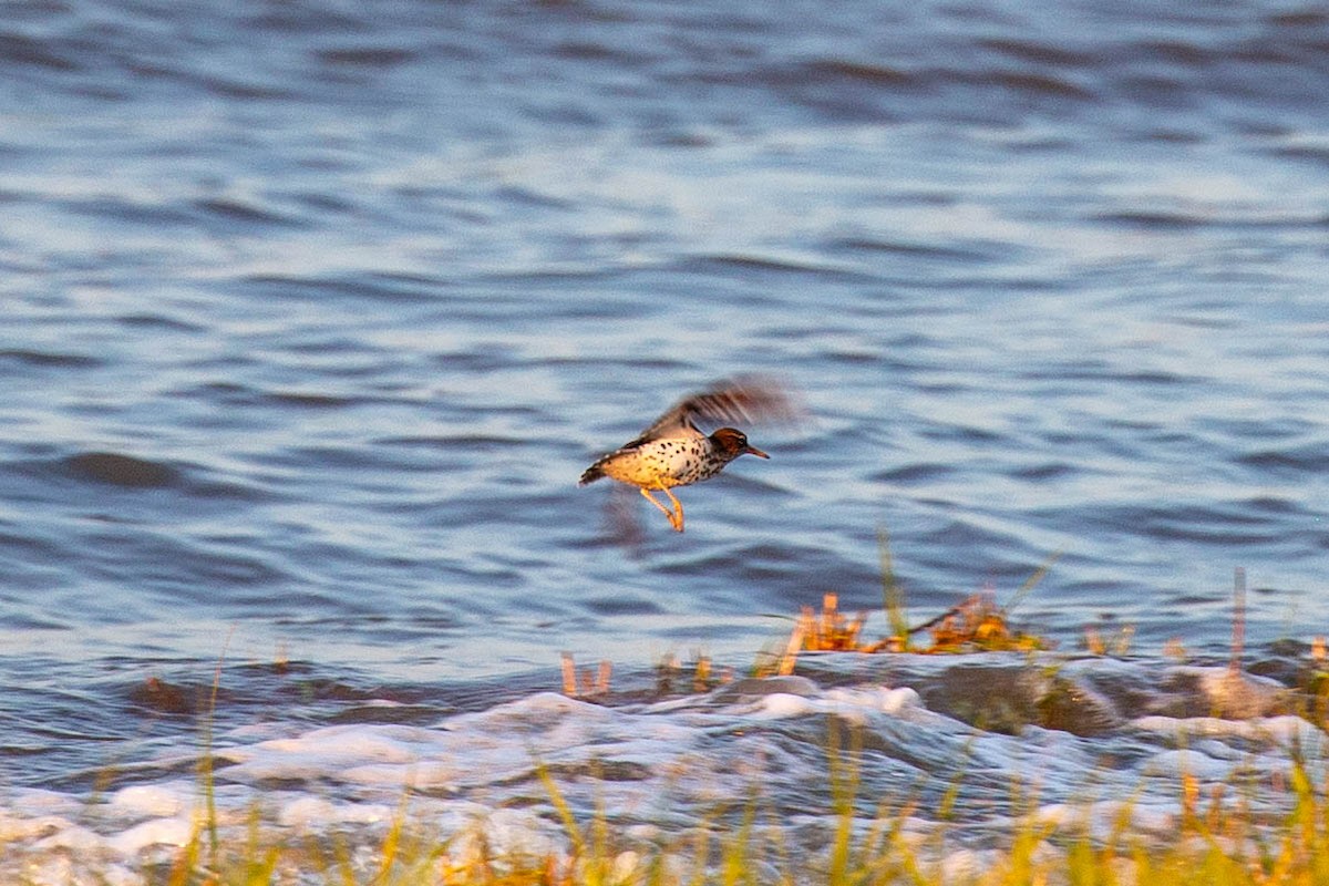 Spotted Sandpiper - ML617948663