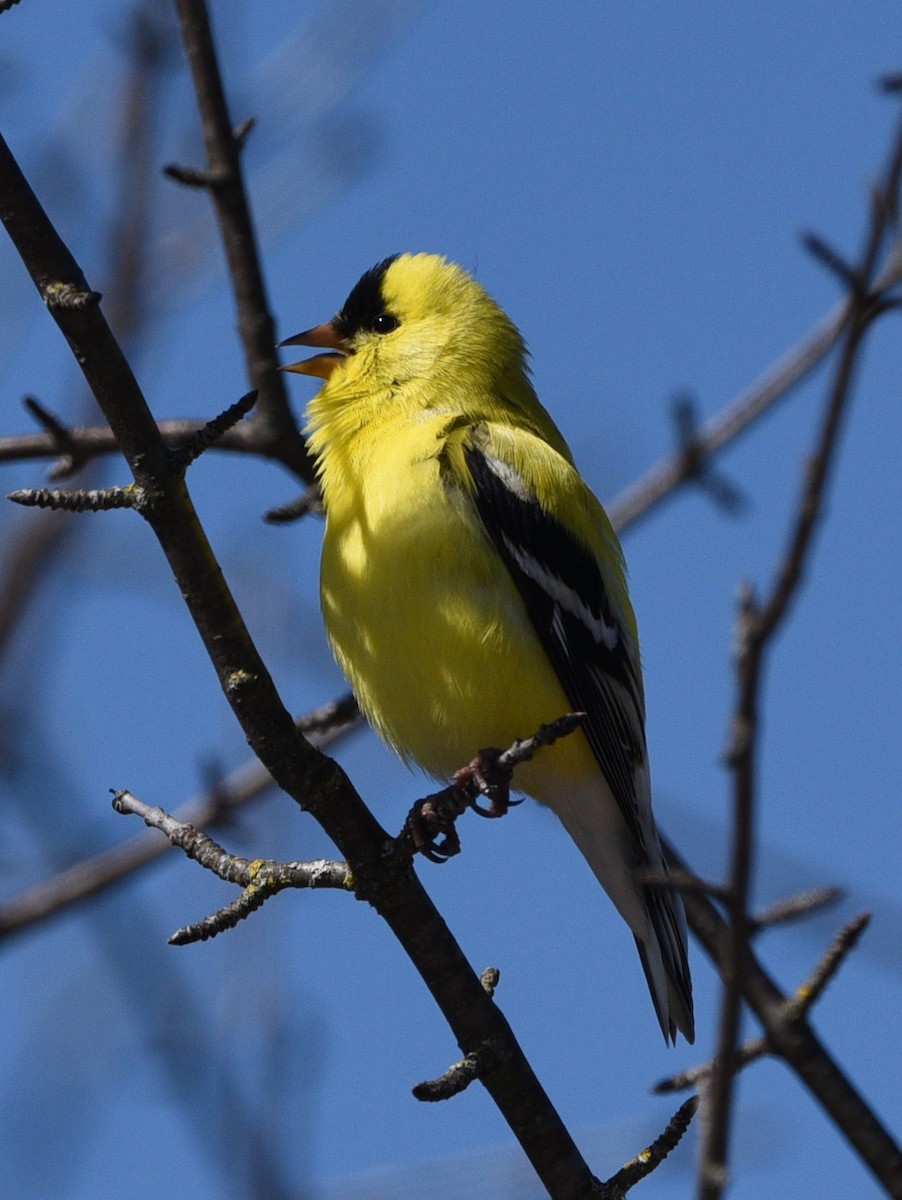 American Goldfinch - Wendy Hill
