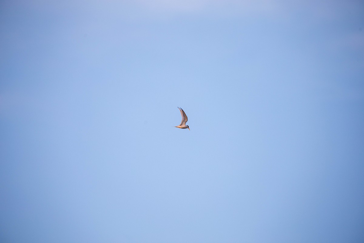 Least Tern - ML617948671