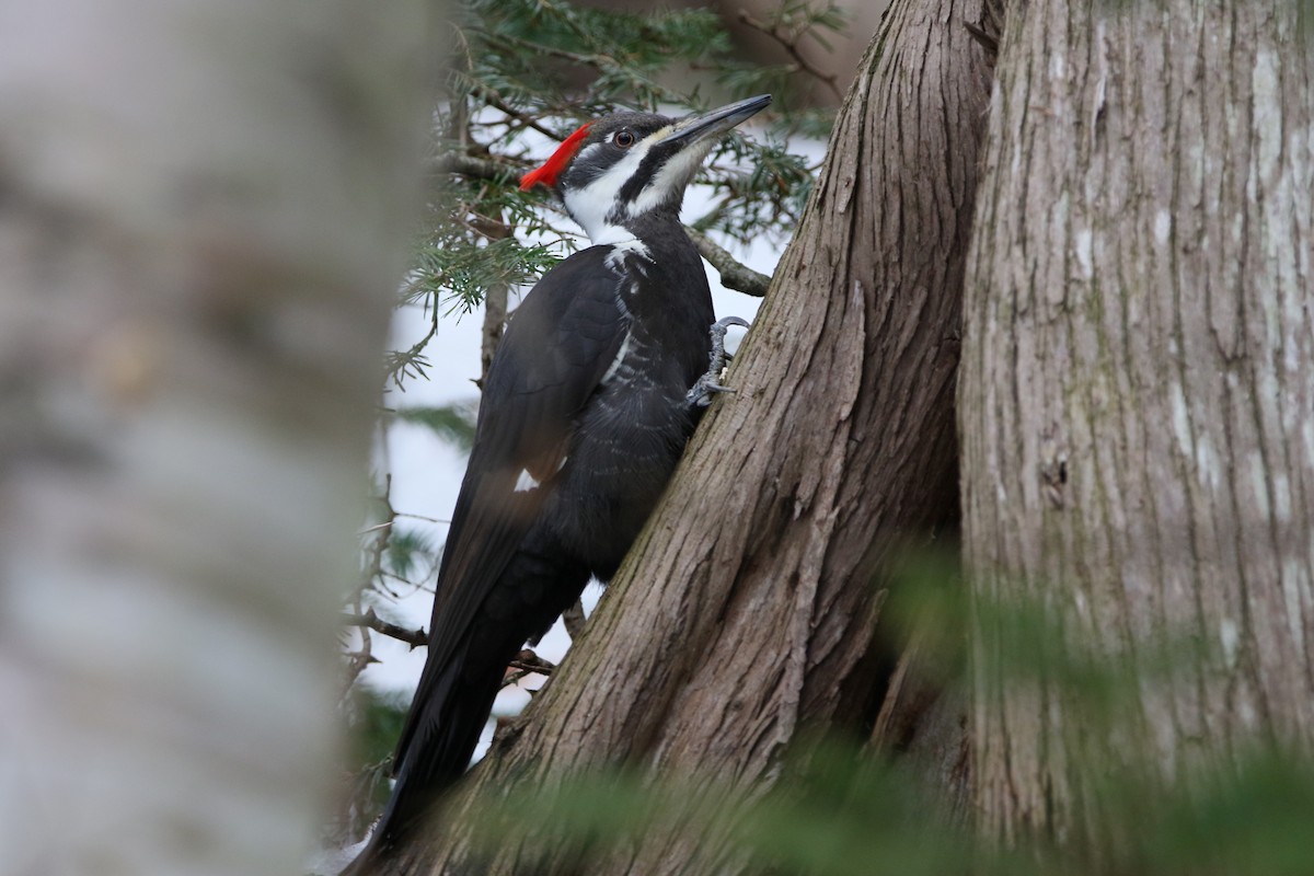 Pileated Woodpecker - ML617948674