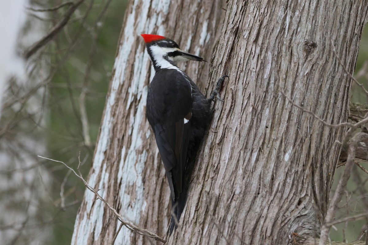 Pileated Woodpecker - ML617948675