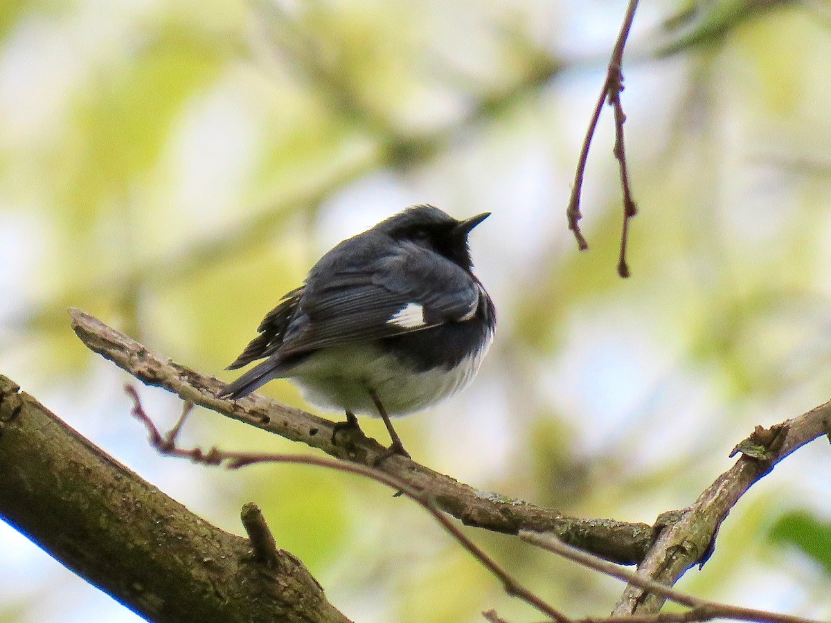 Black-throated Blue Warbler - Benjamin Murphy