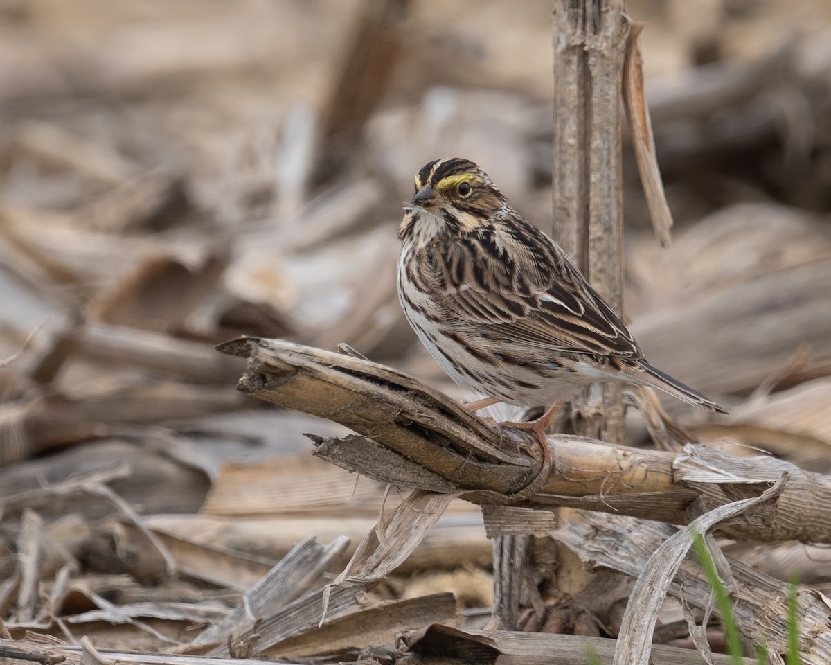 Savannah Sparrow - ML617948684