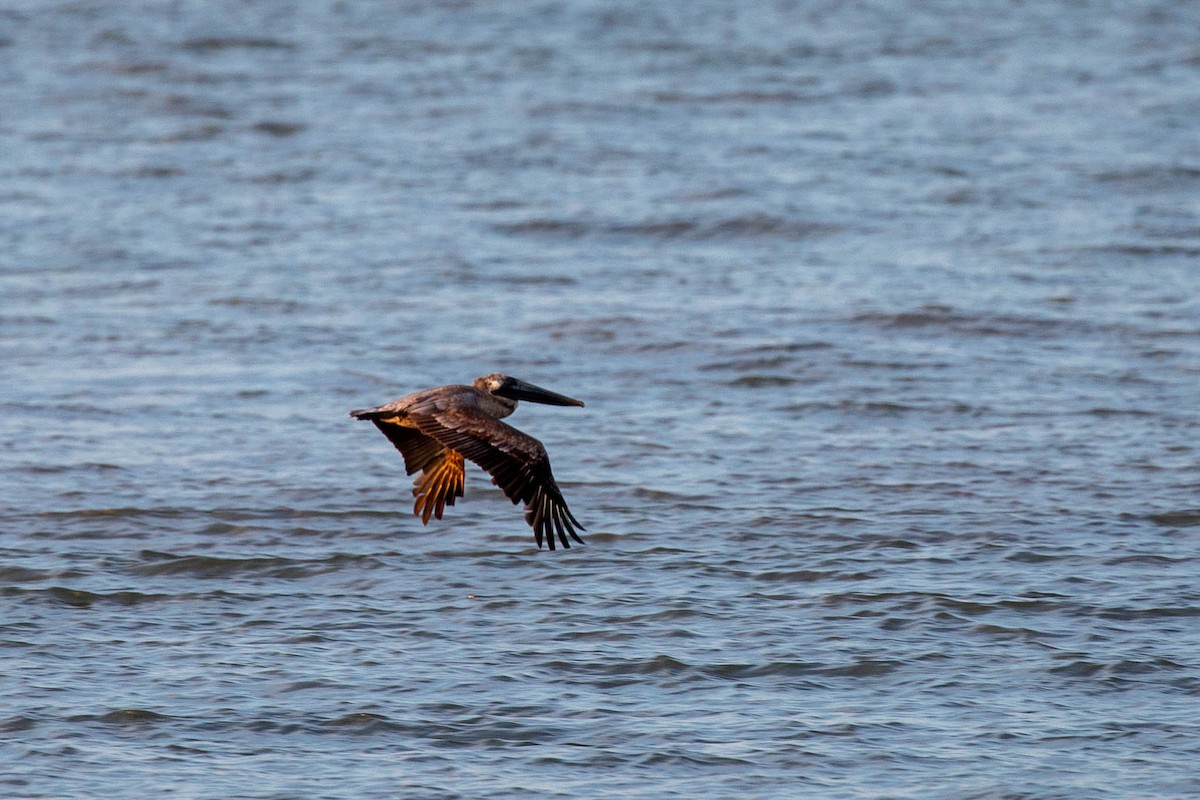 Brown Pelican - ML617948685