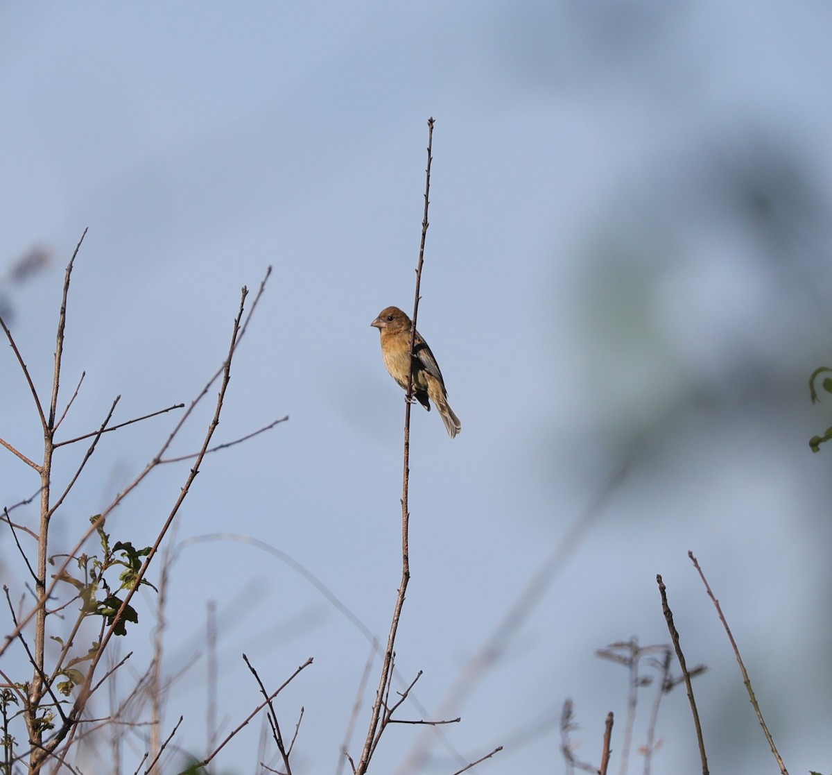 Indigo Bunting - ML617948686