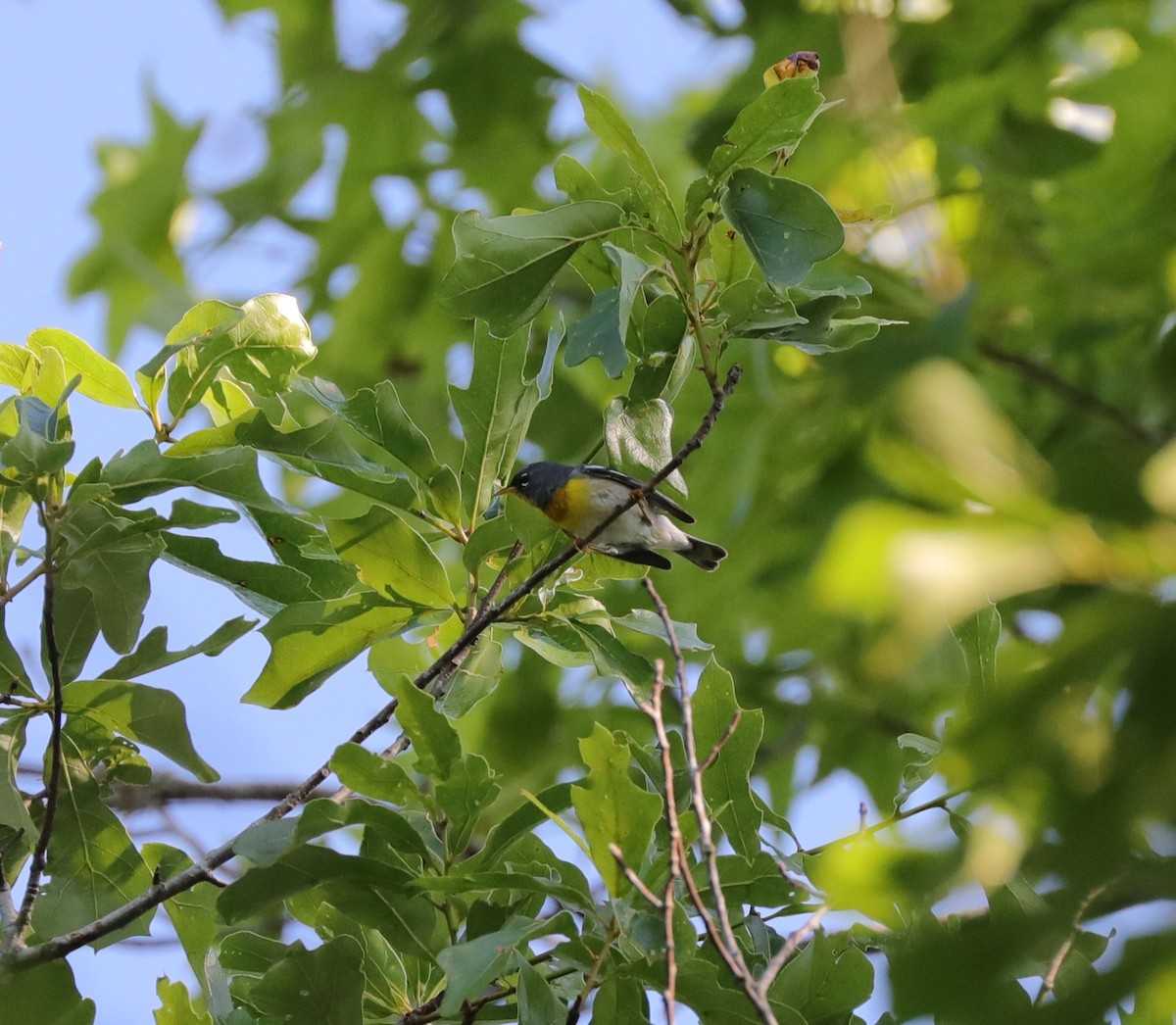 Northern Parula - ML617948688