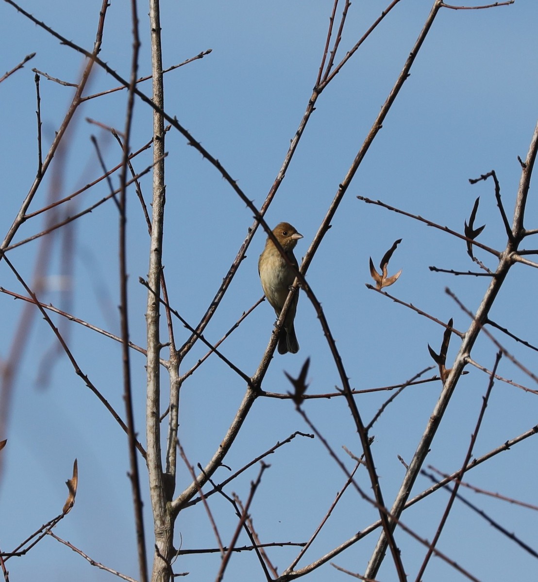 Passerin indigo - ML617948696