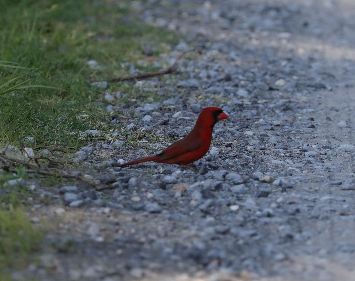 Cardinal rouge - ML617948702