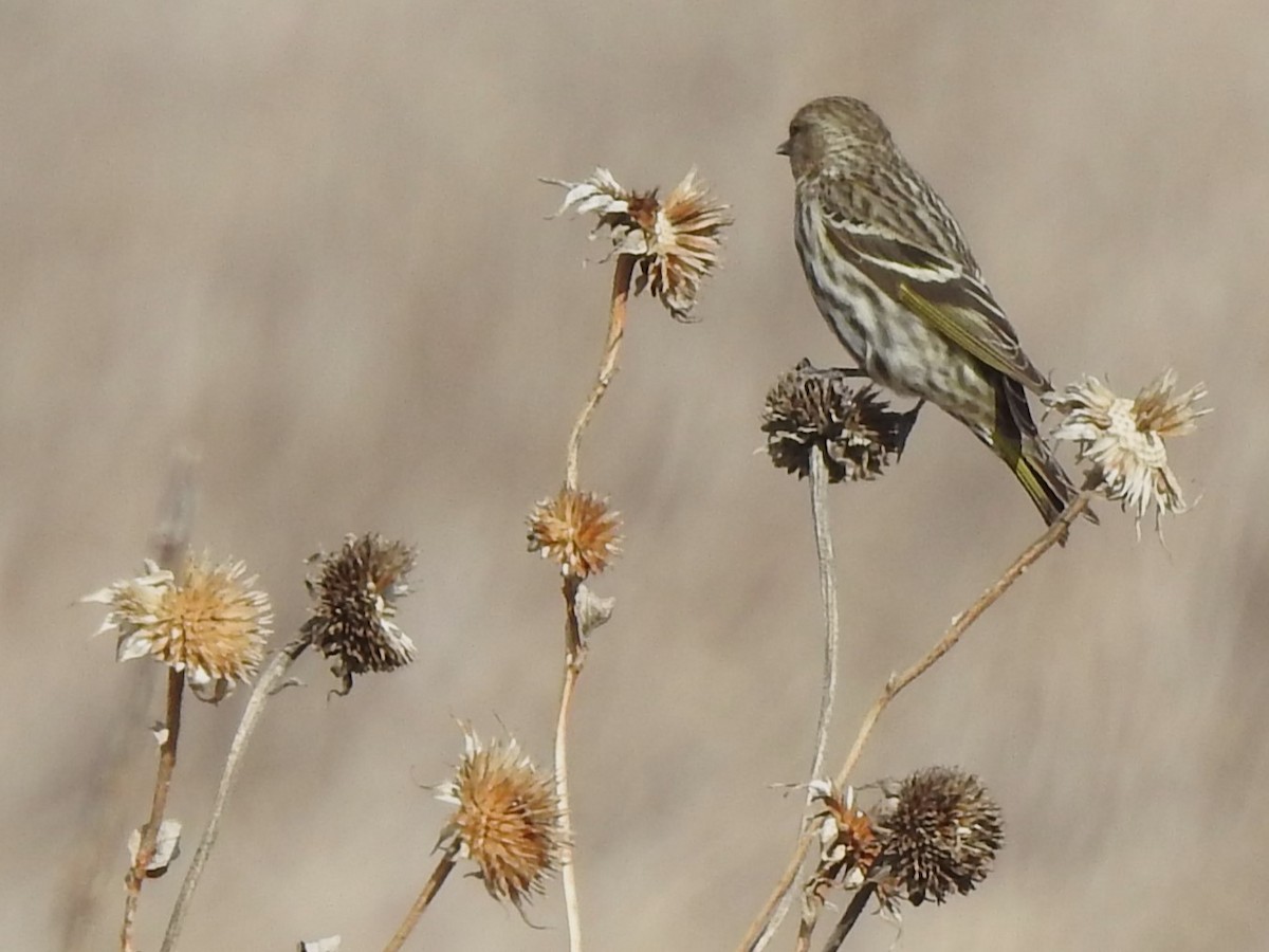 Pine Siskin - Dale Heinert