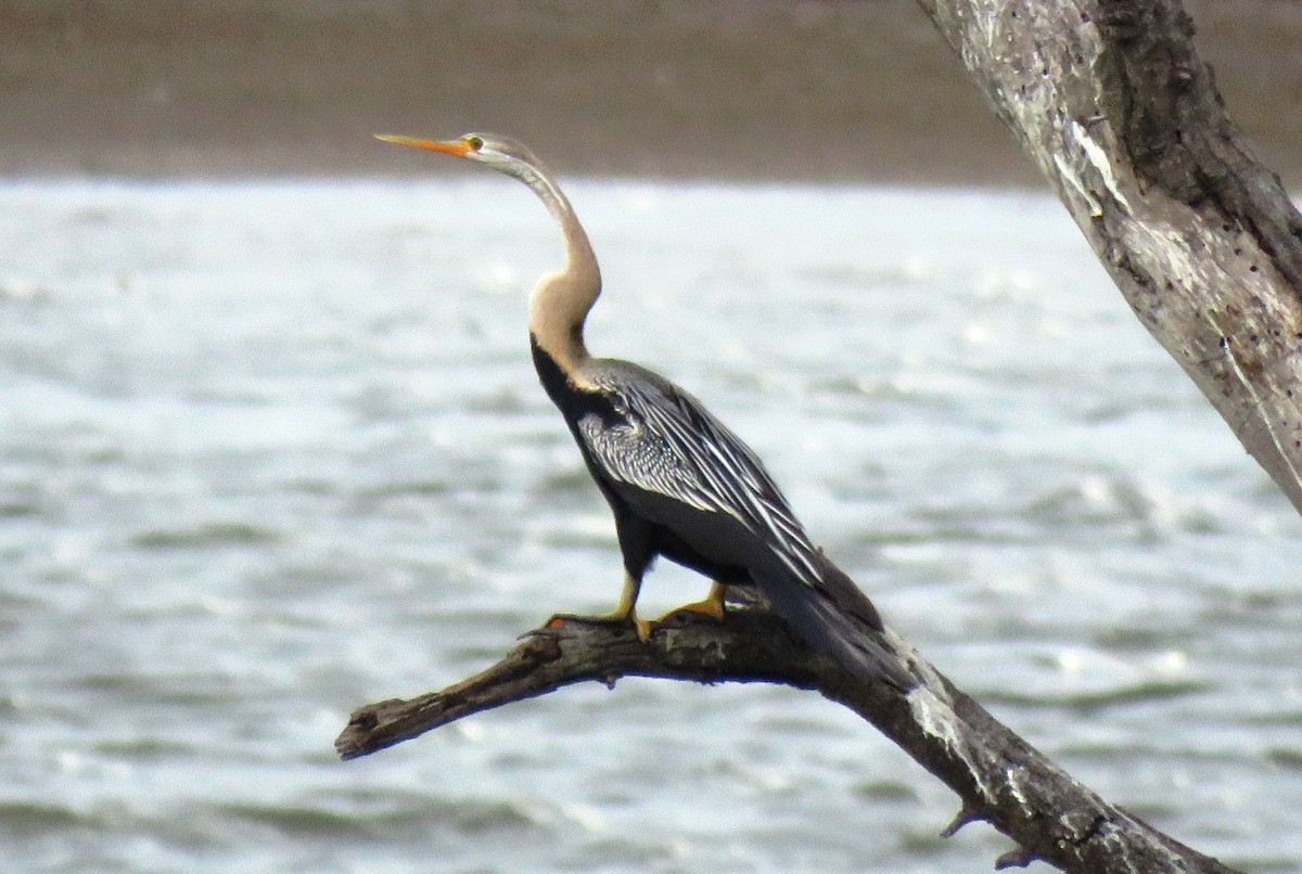 Anhinga Asiática - ML61794871