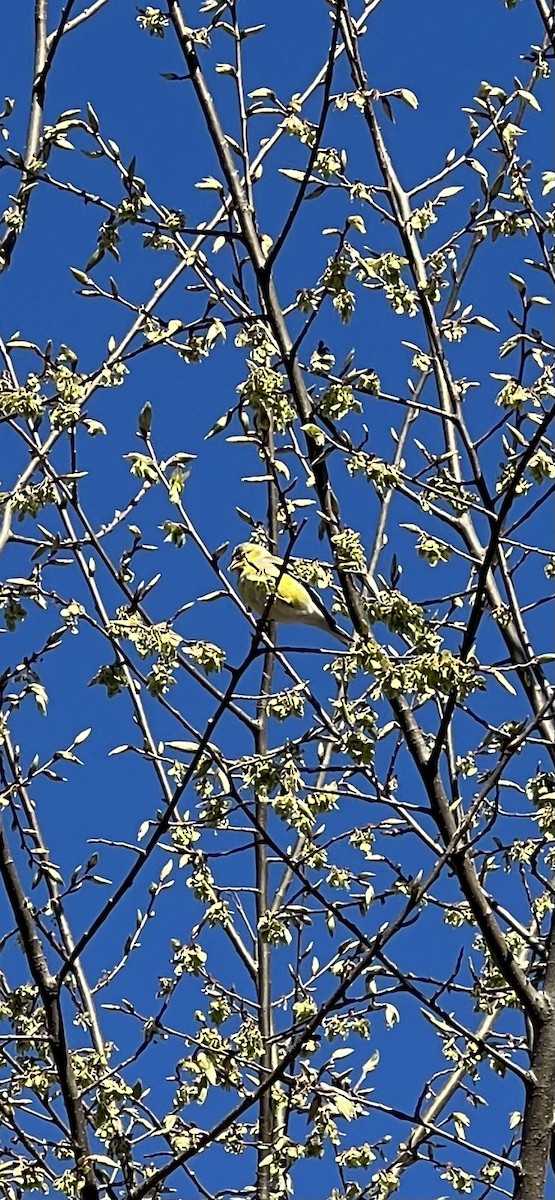 American Goldfinch - ML617948717