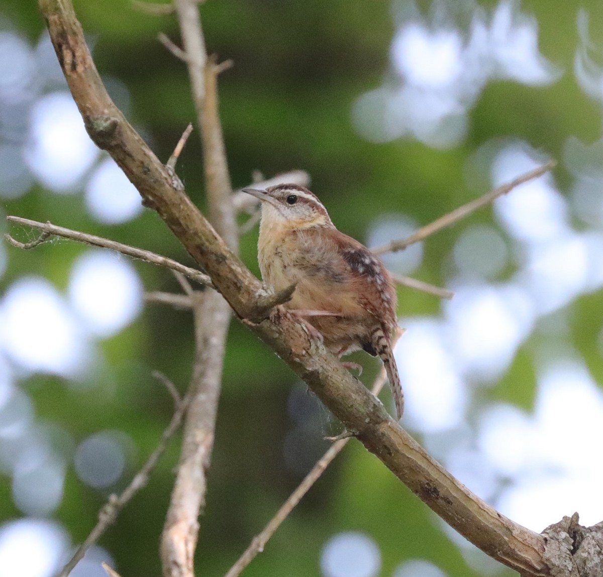 Carolina Wren - ML617948719