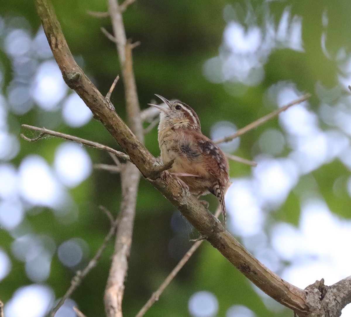 Carolina Wren - Laurel Barnhill