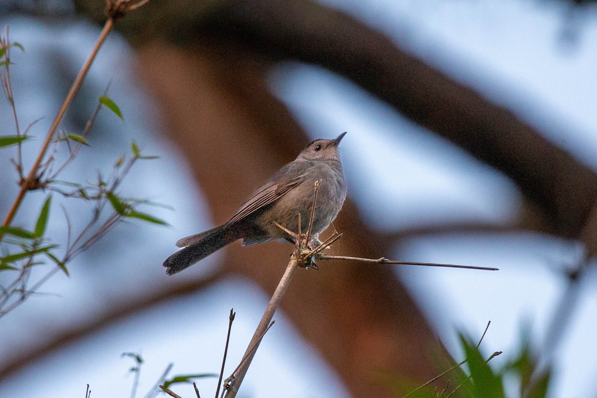 Gray Catbird - ML617948722