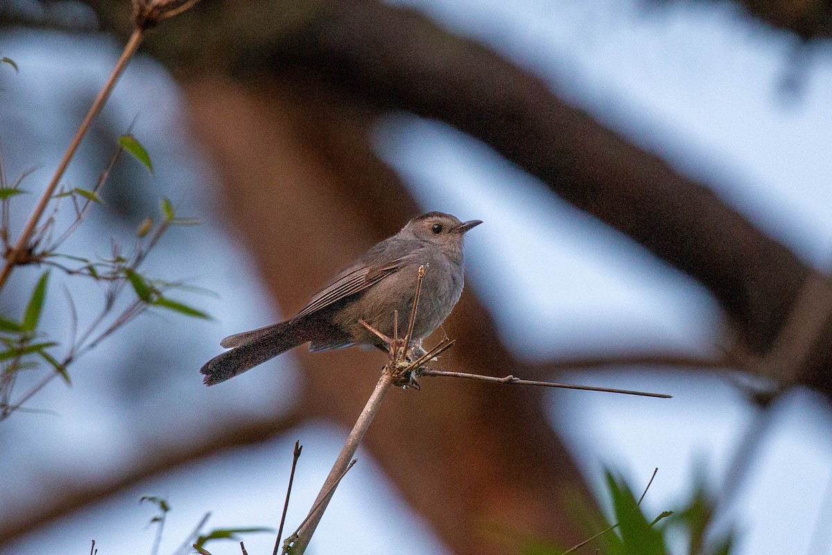 Gray Catbird - ML617948723