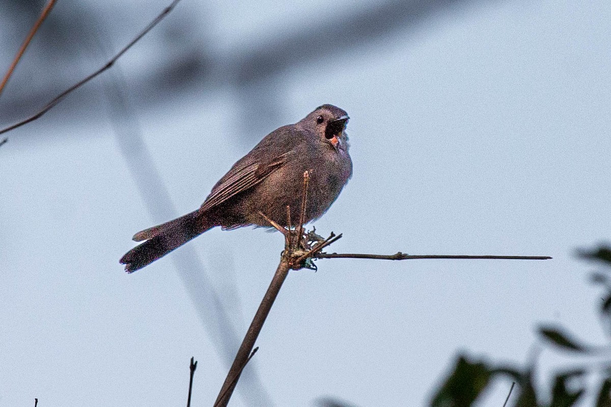 Gray Catbird - ML617948724