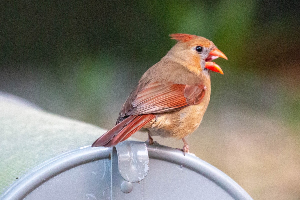 Northern Cardinal - ML617948726