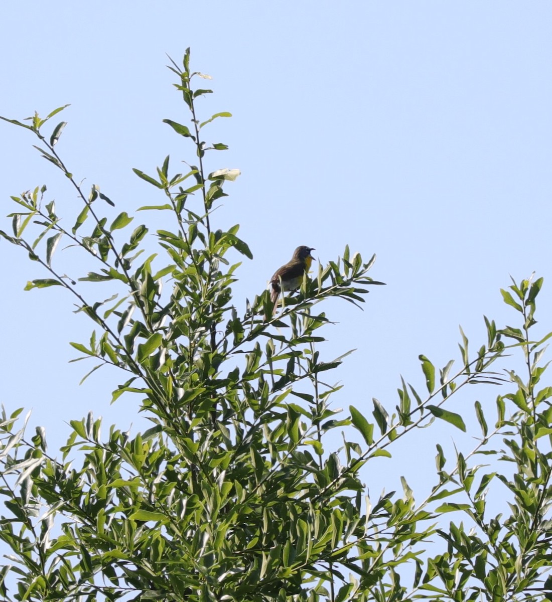 Yellow-breasted Chat - ML617948728