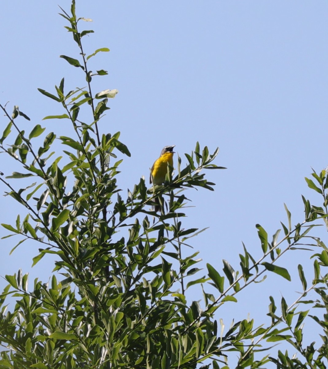 Yellow-breasted Chat - ML617948729