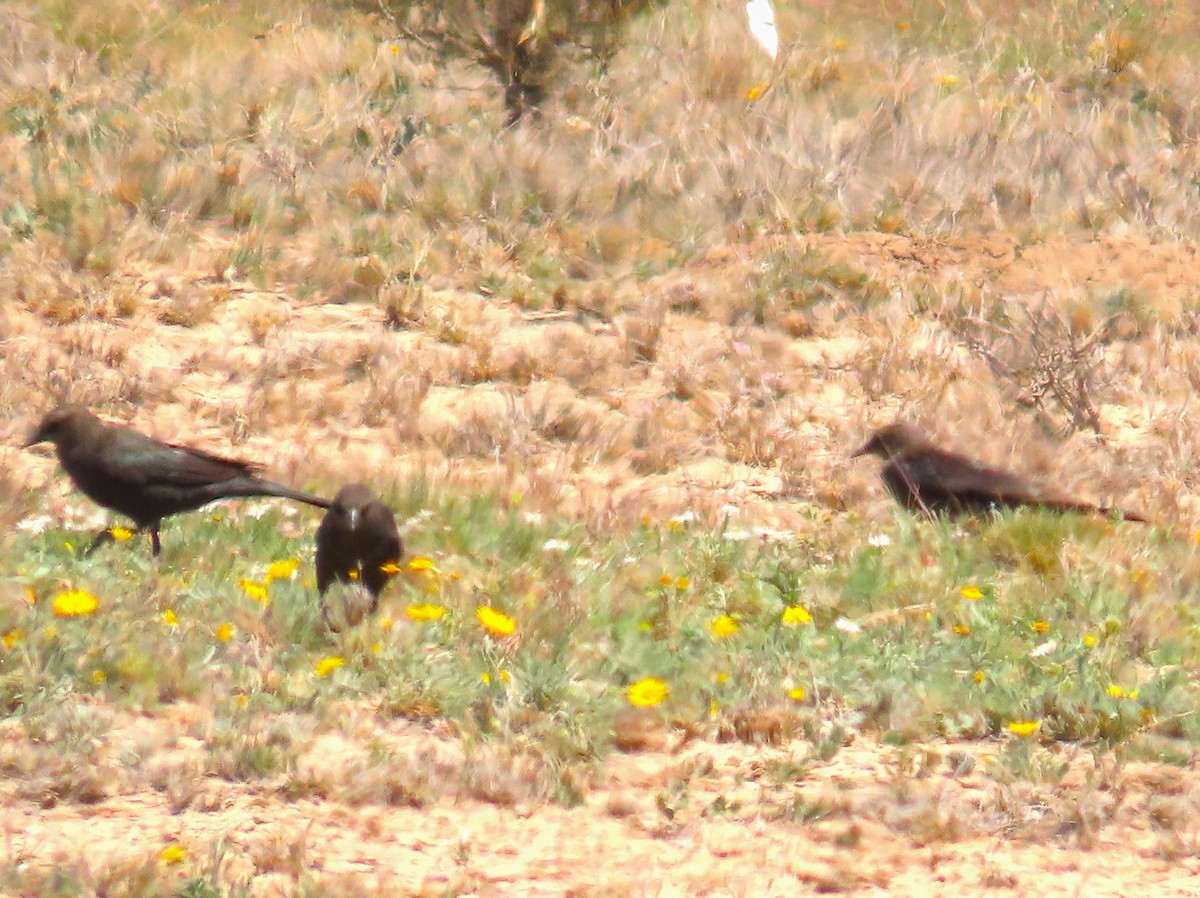 Brewer's Blackbird - Juliet Berger