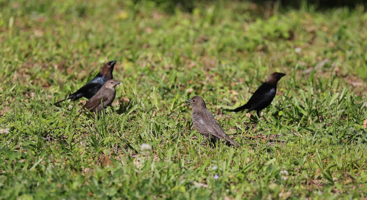 Brown-headed Cowbird - Laurel Barnhill