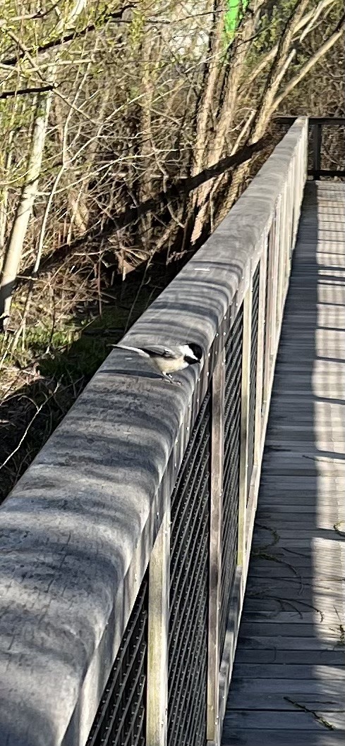 Black-capped Chickadee - ML617948755