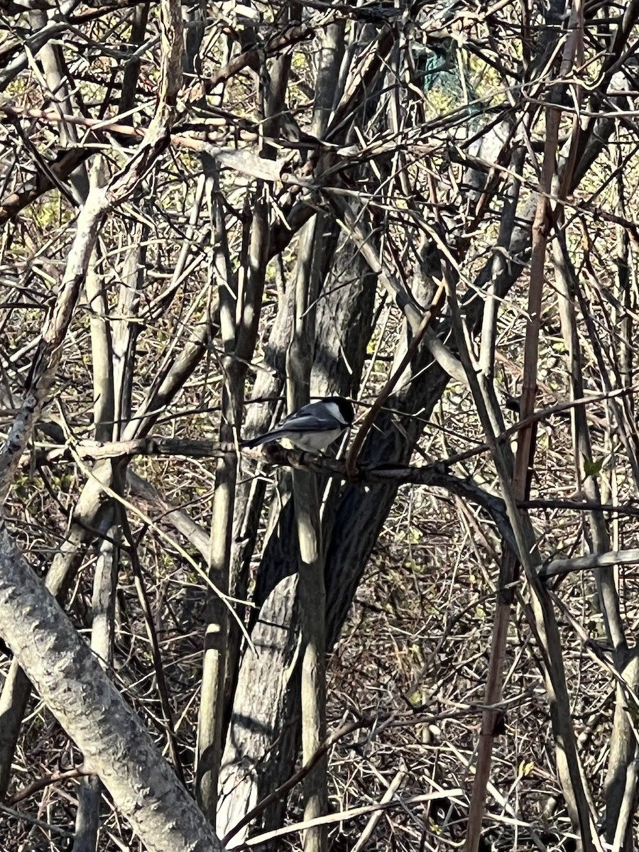 Black-capped Chickadee - ML617948756
