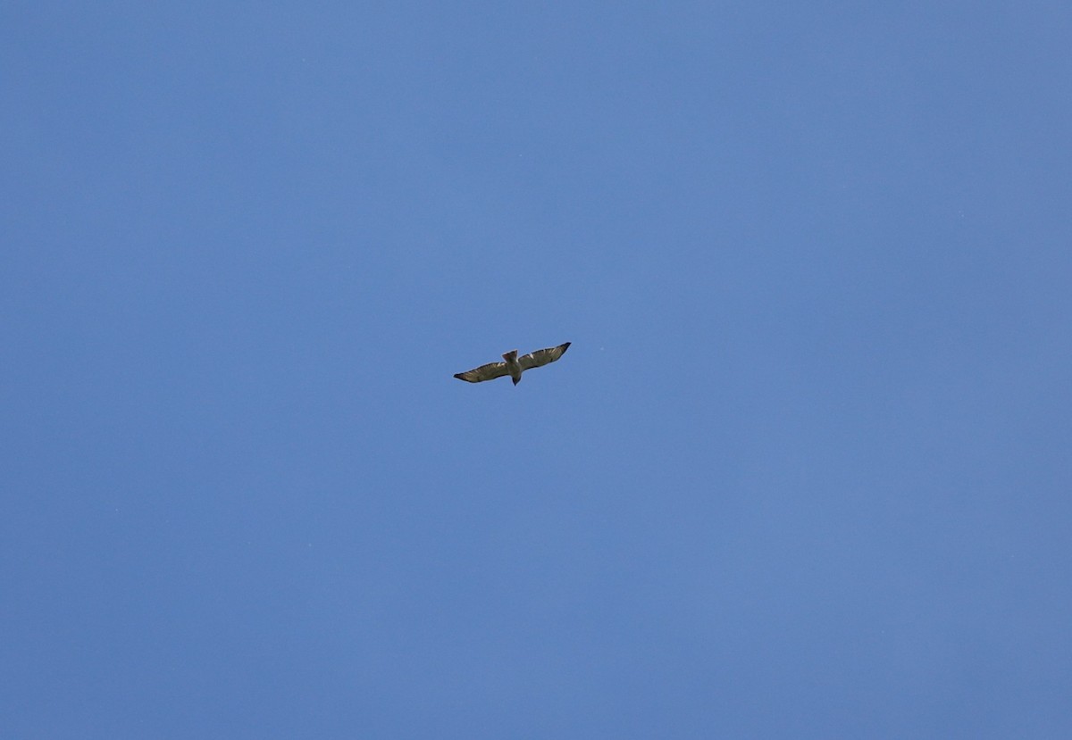 Red-tailed Hawk - ML617948763