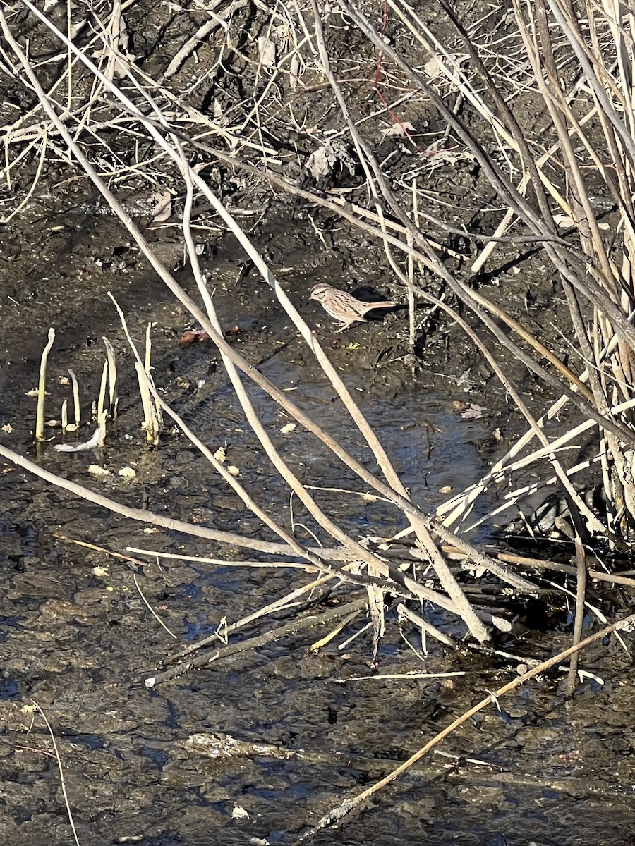 Song Sparrow - ML617948767