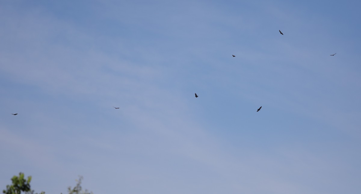 Turkey Vulture - ML617948771