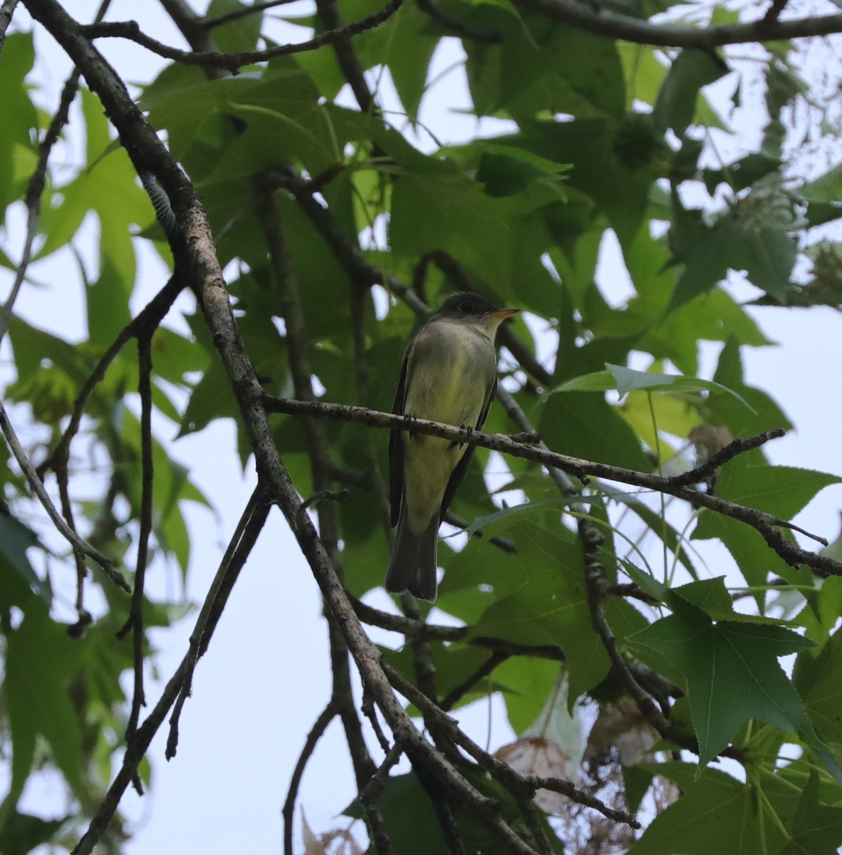 Eastern Wood-Pewee - ML617948781