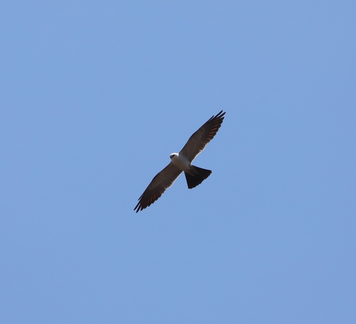 Mississippi Kite - ML617948787