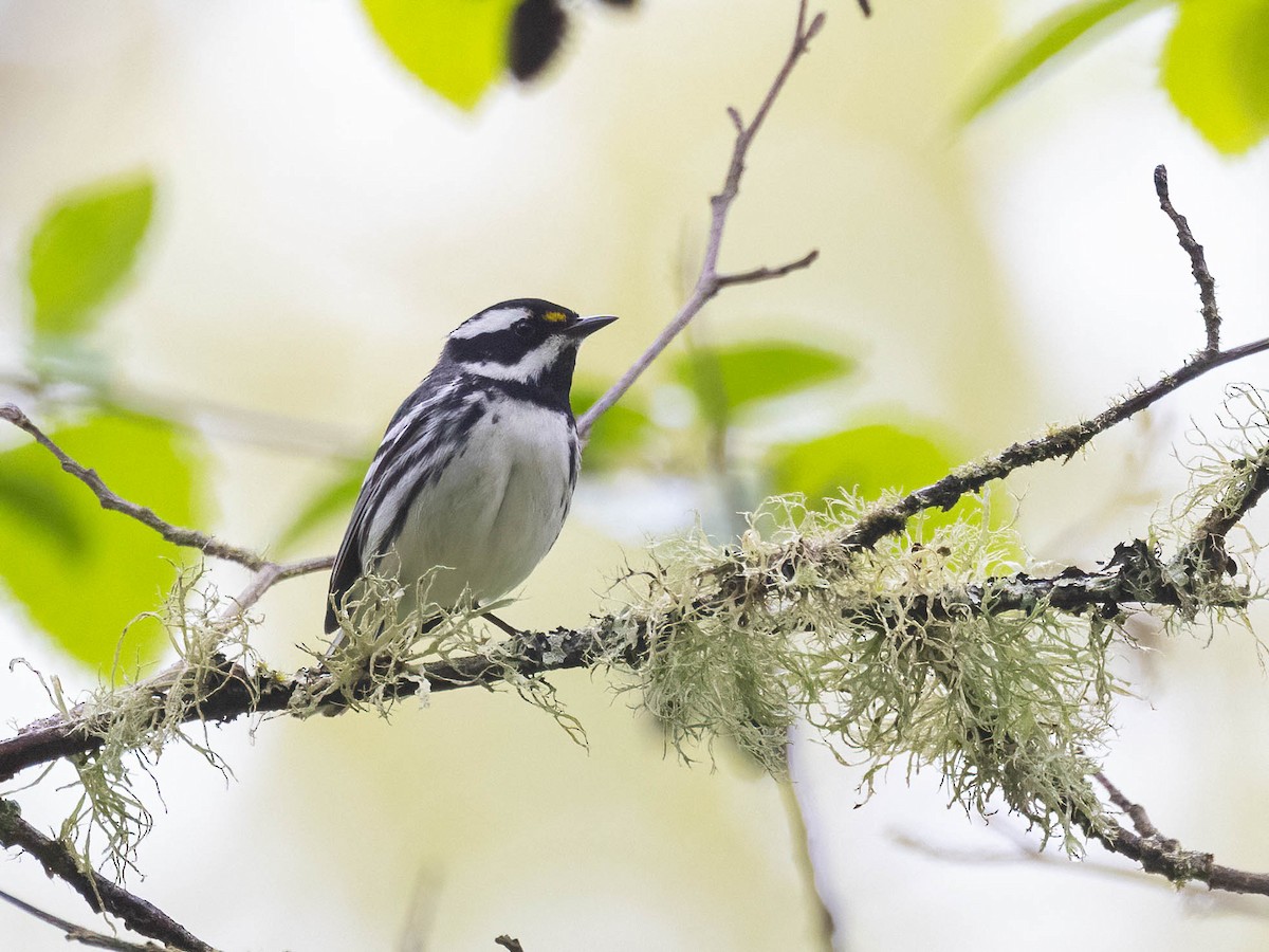 Black-throated Gray Warbler - Andy DeBroux