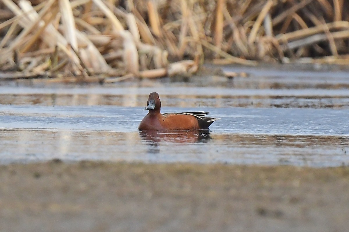 Cinnamon Teal - ML617948839