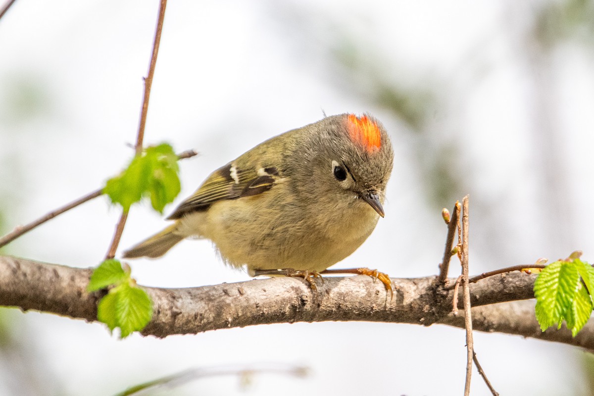 Ruby-crowned Kinglet - ML617948851